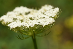 Seseli condensatum