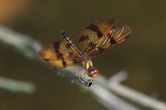 Perithemis thais