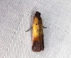 Piesmopoda semilutea