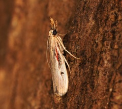Pseudodavara haemaphoralis