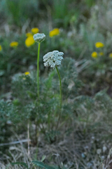 Seseli condensatum