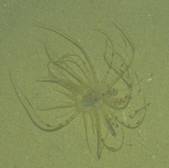Isarachnanthus