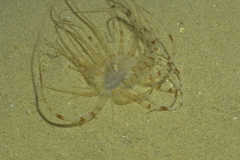Isarachnanthus