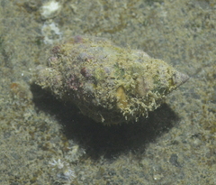 Bursidae