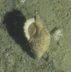 Bursidae