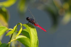 Planiplax phoenicura