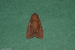 Ichneutica infensa