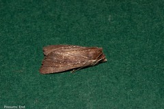 Ichneutica infensa