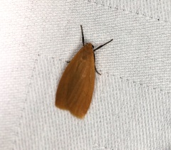 Manulea fuscodorsalis