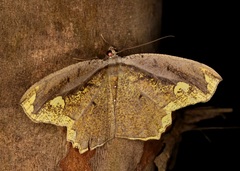 Pareumelea eugeniata