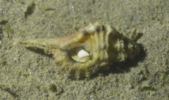 Cymatiidae