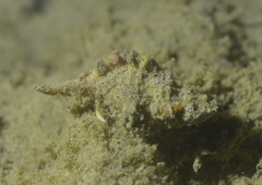 Cymatiidae
