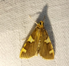 Rehimena phrynealis