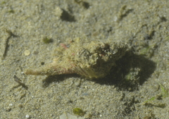 Cymatiidae