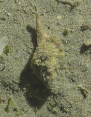 Cymatiidae