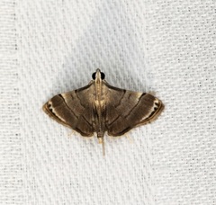 Cangetta hartoghialis