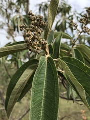 Miconieae