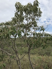 Miconieae