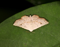 Eublemma rufiplaga