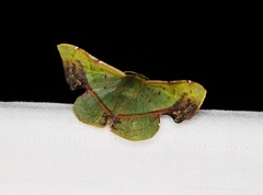 Fascellina plagiata