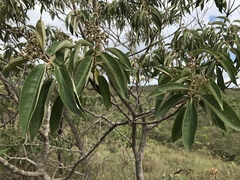 Miconieae