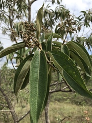 Miconieae