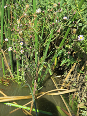 Symphyotrichum expansum