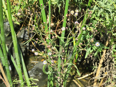 Symphyotrichum expansum