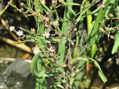 Symphyotrichum expansum