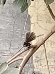 Rhipidura albogularis