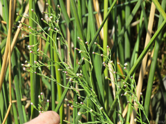 Symphyotrichum expansum