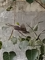 Rhipidura albogularis