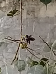 Rhipidura albogularis