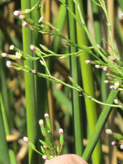 Symphyotrichum expansum