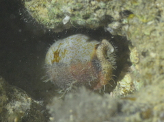 Erronea cylindrica