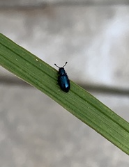 Necrobia violacea