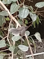 Rhipidura albogularis