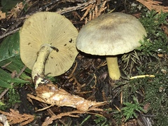 Cortinarius cotoneus