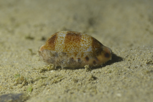 Thick-edged Cowry