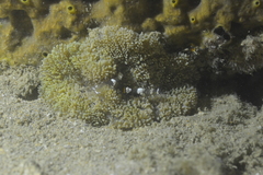 Stichodactyla