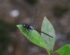 Pornothemis starrei