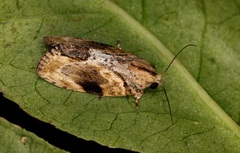 Etanna breviuscula