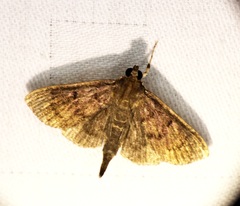 Omiodes tristrialis