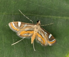 Strepsinoma croesusalis