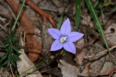 Wahlenbergia stricta stricta