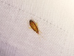 Pseudoloxops pardellus