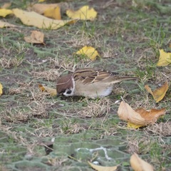 Passer montanus