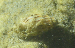 Vexillum exasperatum