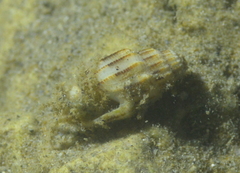 Vexillum exasperatum