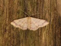Idaea impexa